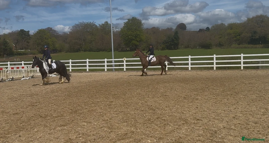 Irish Sports horses for sale: Super 15.2 allrounder  - Advert 2