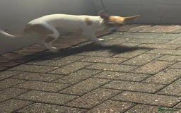 Mixed Breed dogs for sale: Jack Russel x chihuahua - Image 8