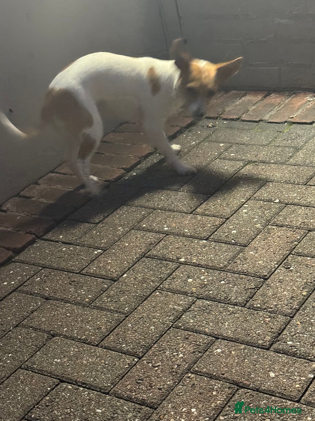 Mixed Breed dogs for sale: Jack Russel x chihuahua - Image 8