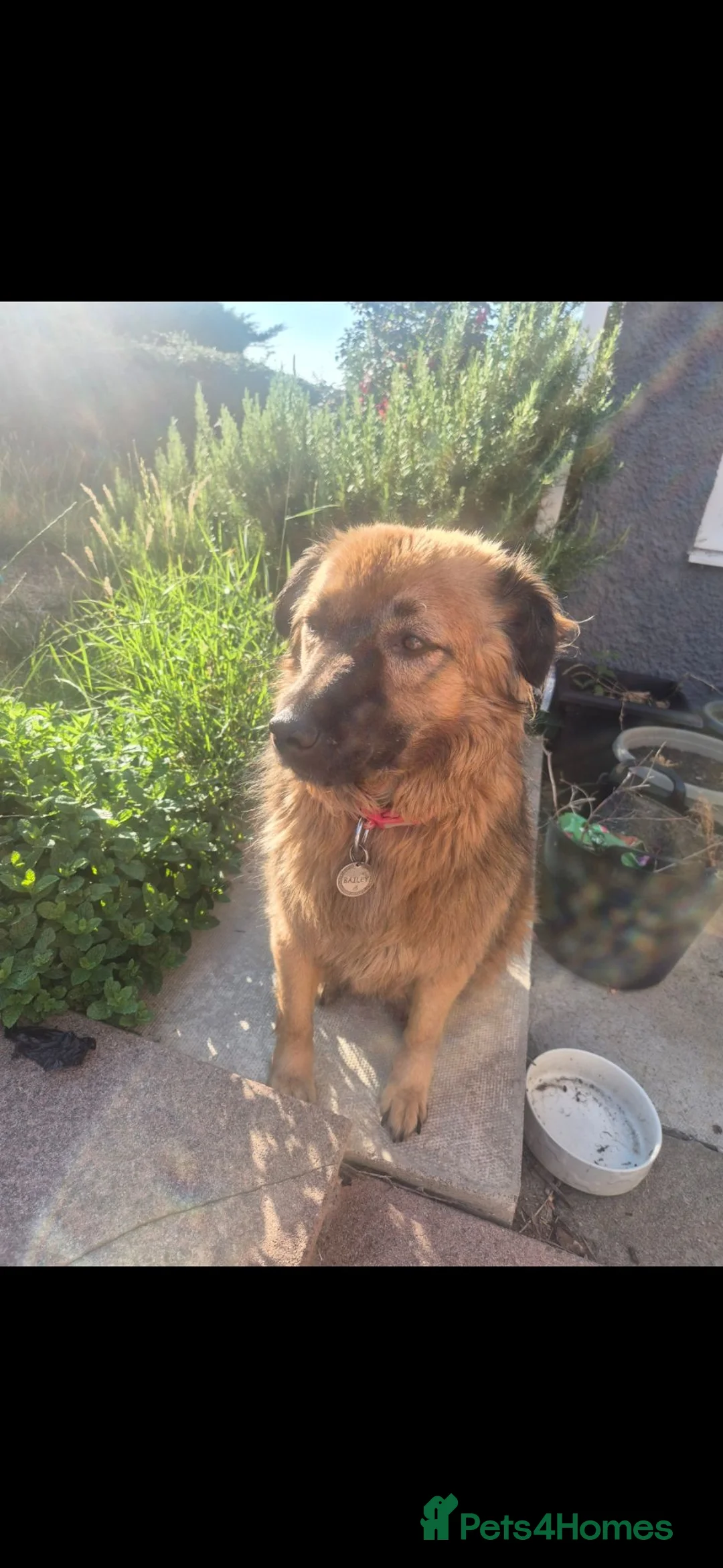 Mixed Breed dogs for sale: Bailey - Advert 2