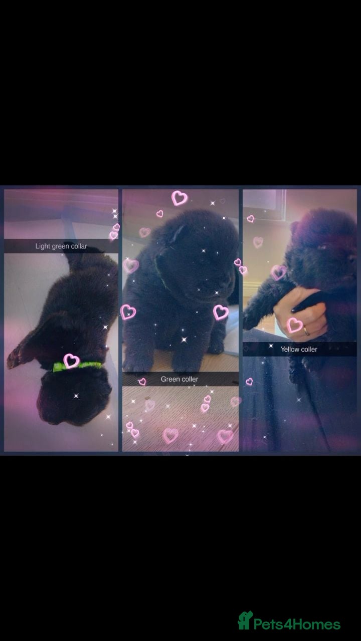 Chow Chow dogs 🐾 Adorable KC Registered Chow Chow Puppies 🐾 - Advert 5