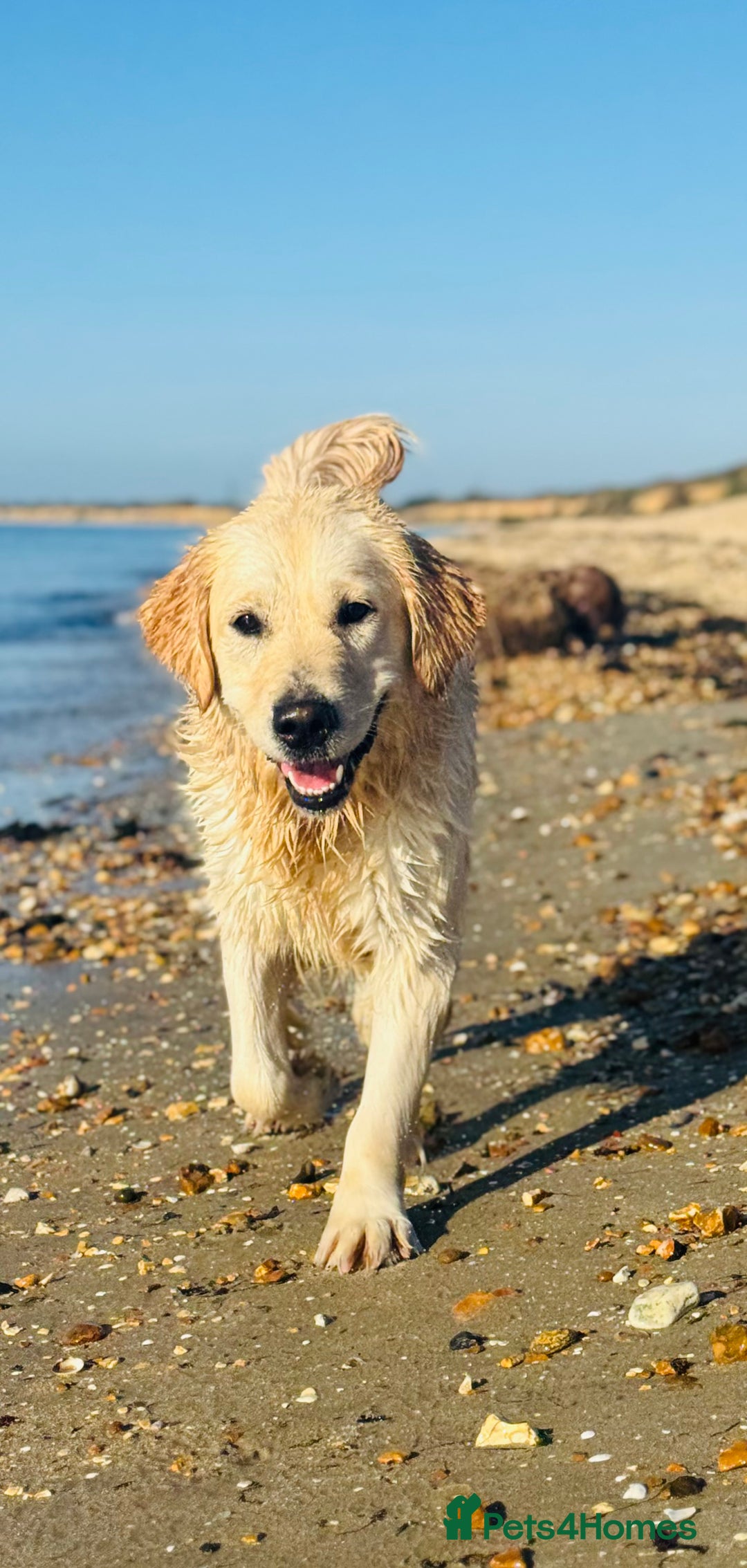 Golden Retriever dogs for sale: Golden retriever puppies  - Advert 2