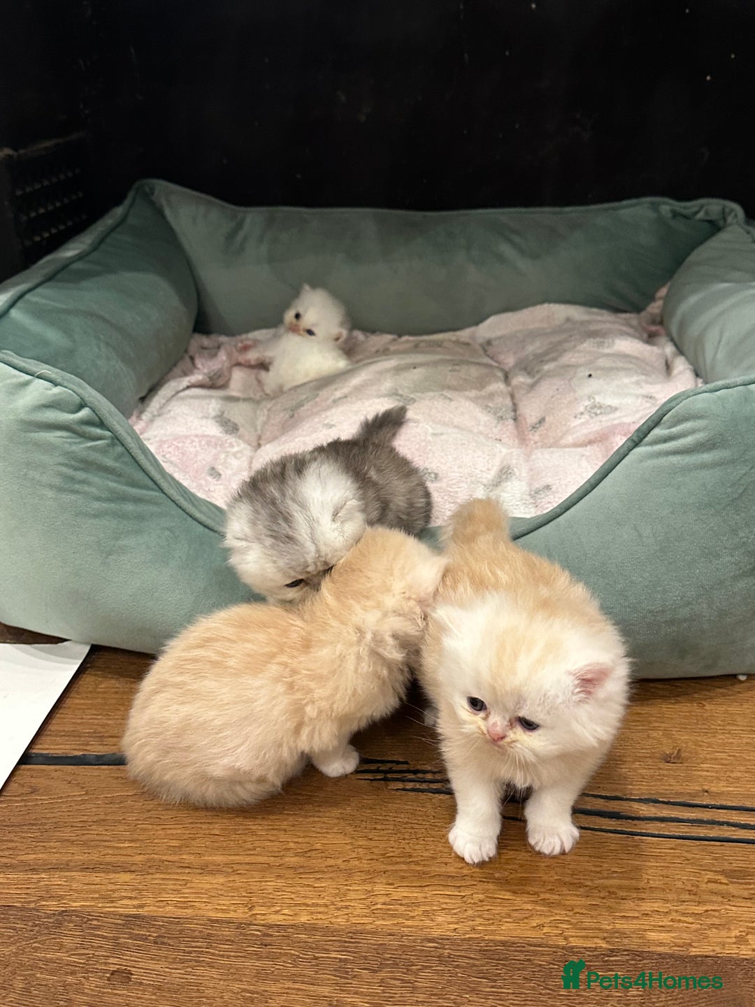 Persian cats for sale: Chinchilla kittens  - Image 23