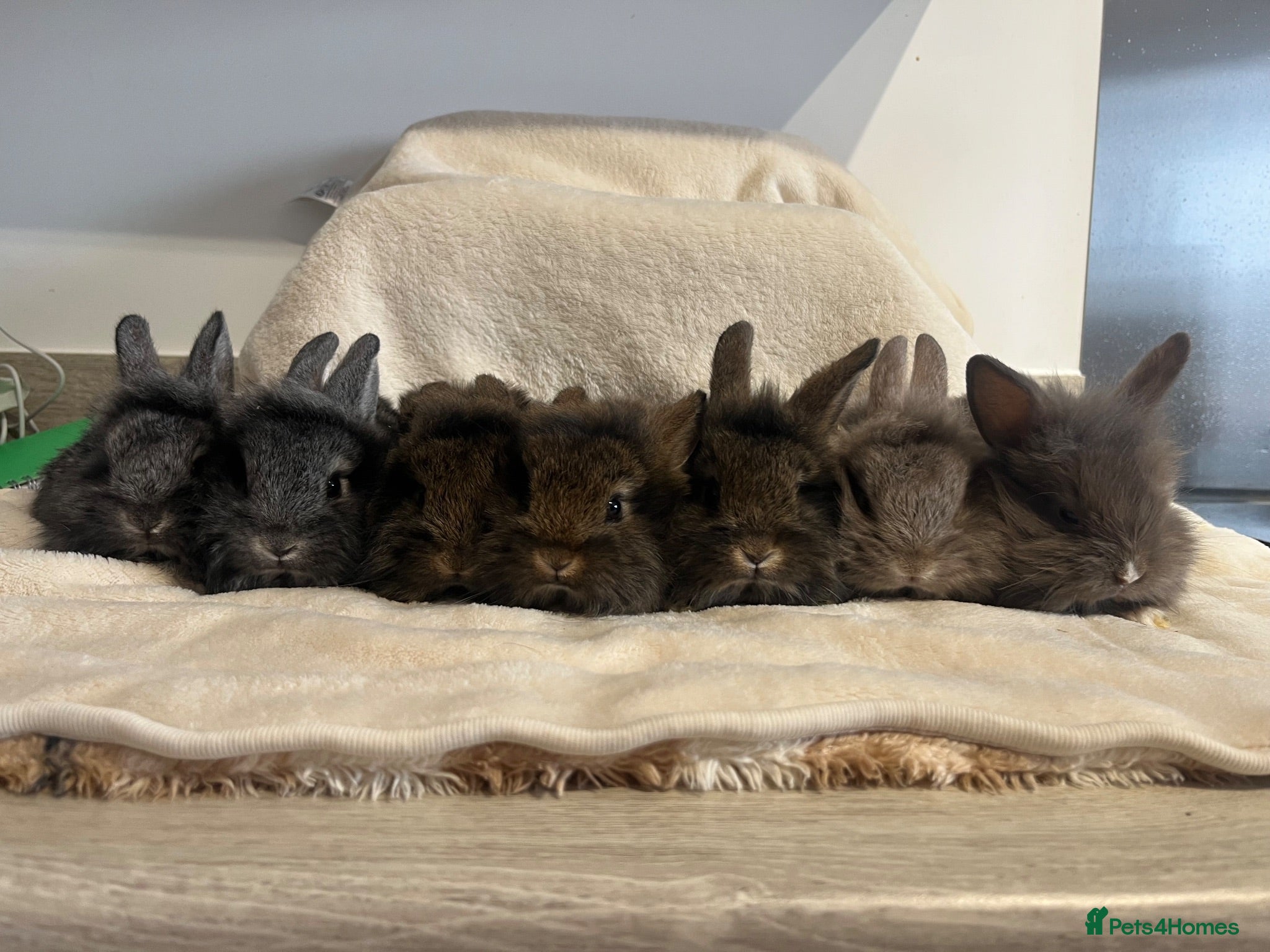 Mini Lion Lop rabbits Lion lops for sale - Advert 2
