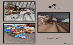 Miniature Dachshund dogs for sale: Miniature Dachshund 1 female left  - Image 18