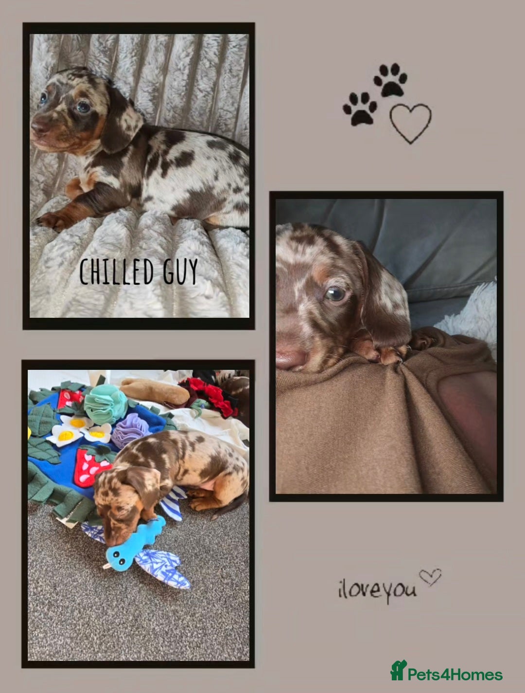 Miniature Dachshund dogs for sale: Miniature Dachshund 1 female left  - Image 18