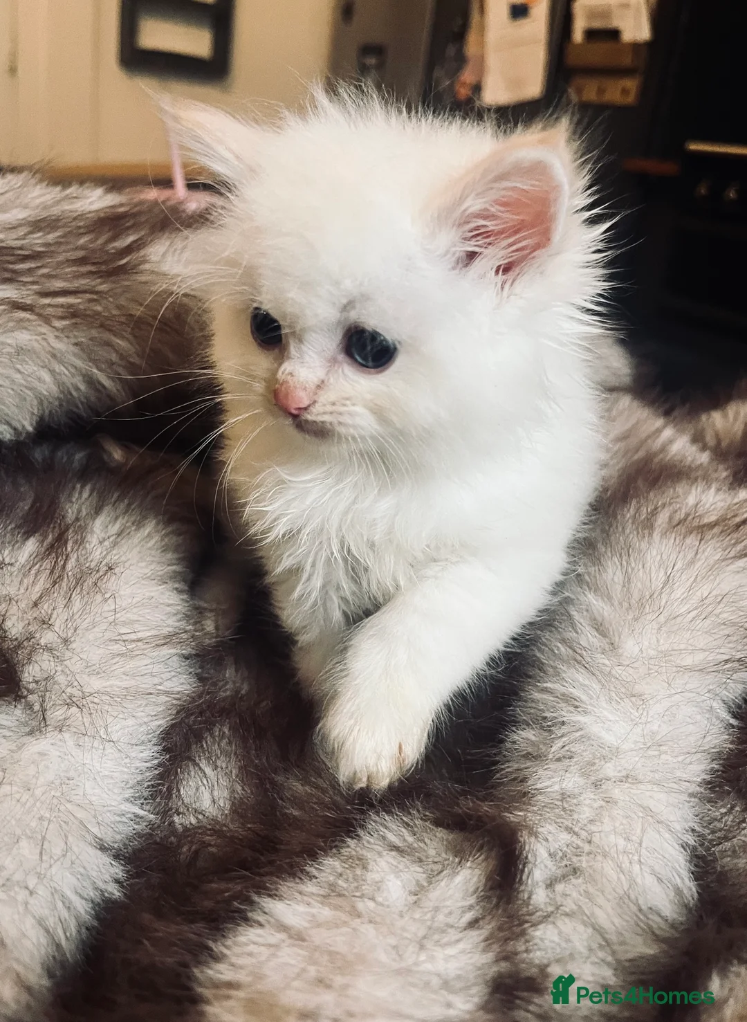 Ragdoll cats for sale: Beautiful ragdoll babies  - Advert 8