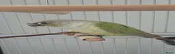 Conures birds for sale: Green cheeked conure (mint) in Jarrow - Advert 4