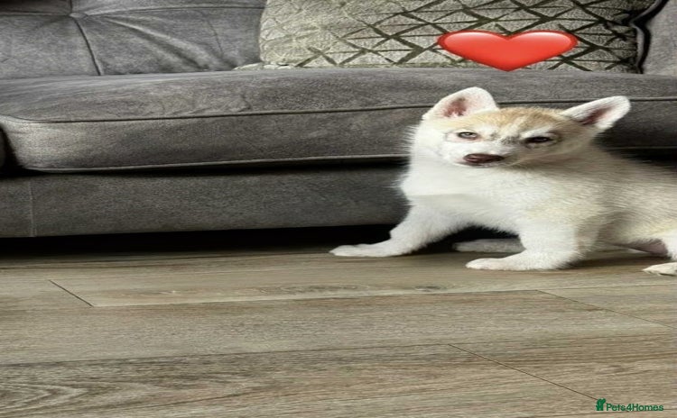 Siberian Husky dogs - Advert 1