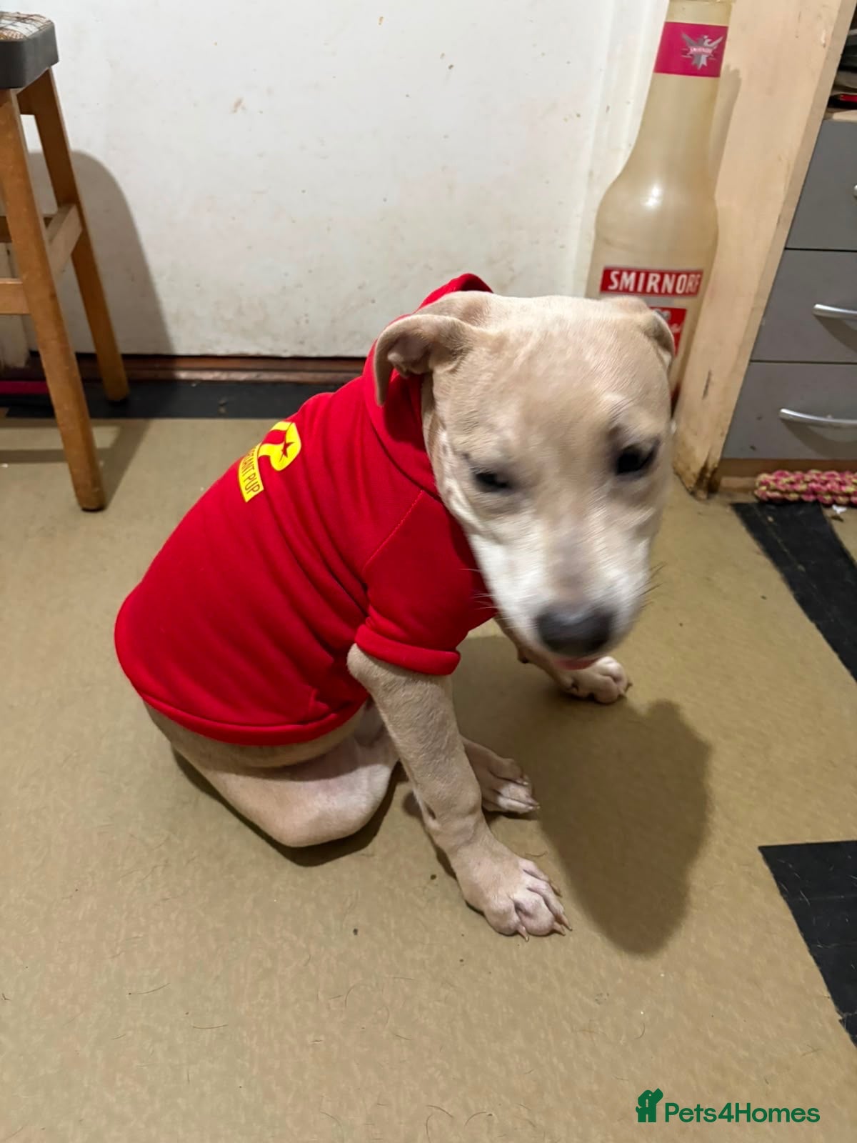 Staffordshire Bull Terrier dogs for sale: Little Prince  - Advert 2