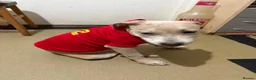 Staffordshire Bull Terrier dogs for sale: Little Prince  - Advert 1