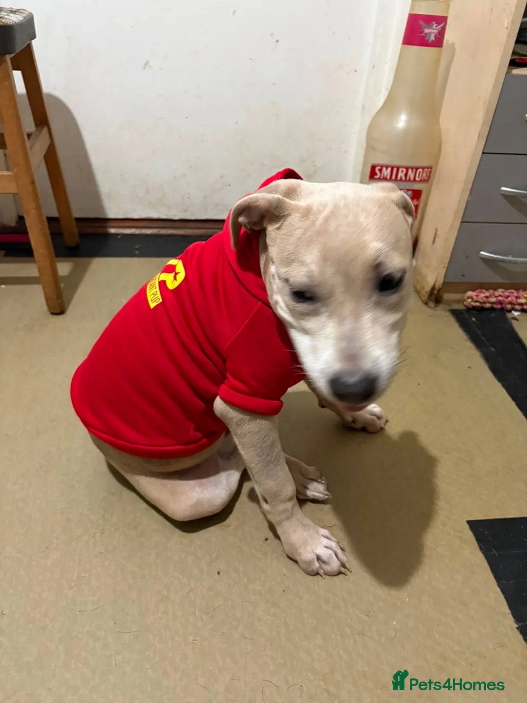 Staffordshire Bull Terrier dogs for sale: Little Prince  - Advert 1