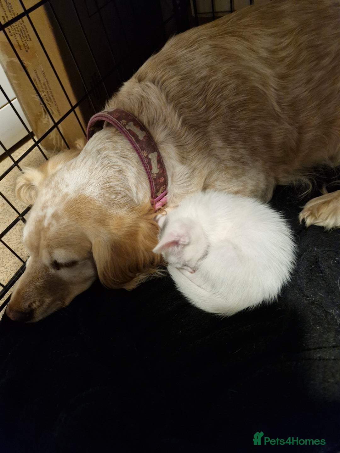 Siamese cats for sale: Siamese /balinese cross kittens - Image 18
