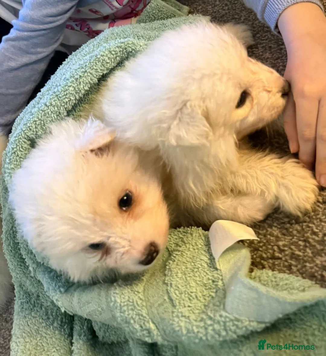 Samoyed dogs for sale: Samoyed Puppies - Advert 14