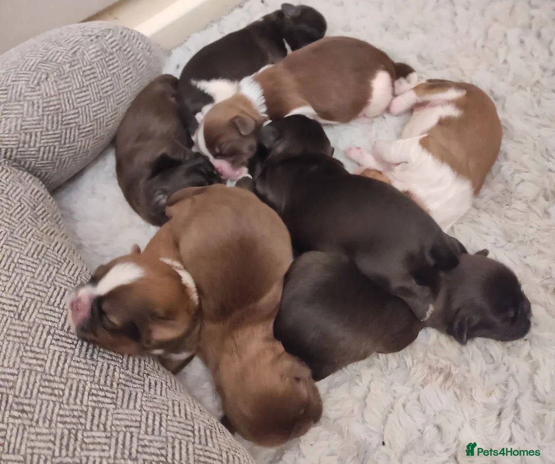 Shih Tzu dogs for sale: ⭐Beautiful colour Shih Tzu Puppies⭐ - Advert 1