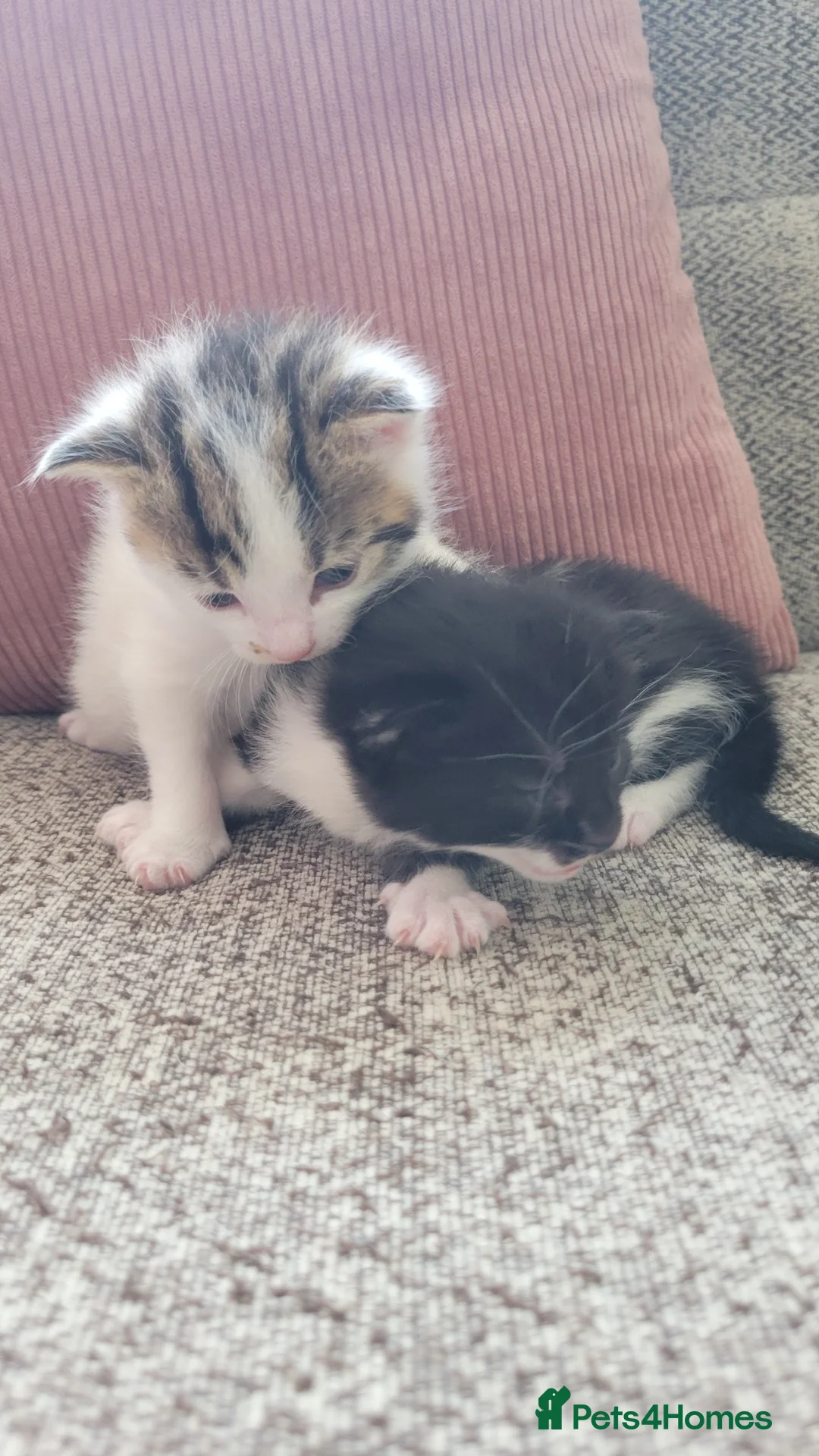 Mixed Breed cats for sale: Cross mainecoon kittens  in Market Rasen - Advert 5