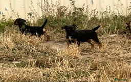 Mixed Breed dogs for sale: Border terrier x jack Russell puppies - Image 5