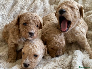 Cavapoo dogs Gorgeous Teddybear Cavapoo Puppies health checked - Advert 2