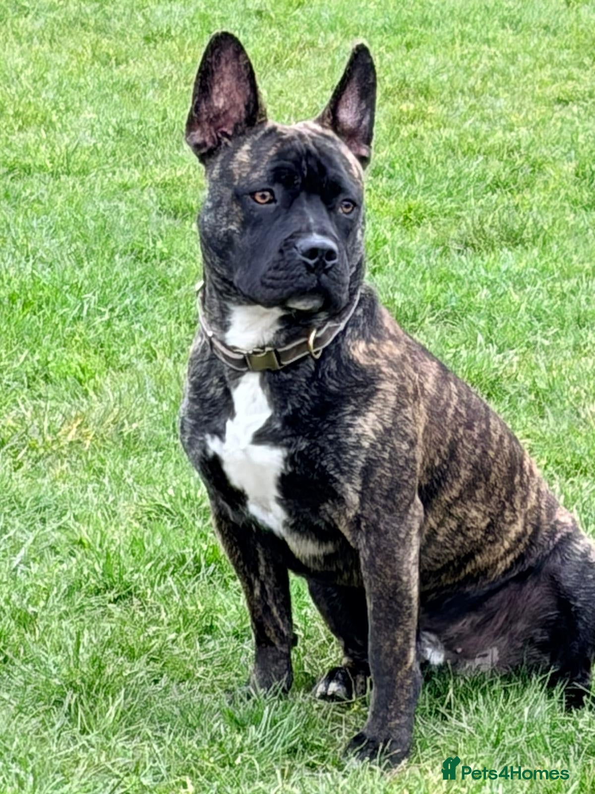 Mixed Breed dogs In need of a special home for our boy Dave  - Advert 1