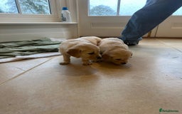 Golden Retriever dogs for sale: Beautiful pedigree Golden Retriever puppies  - Image 4