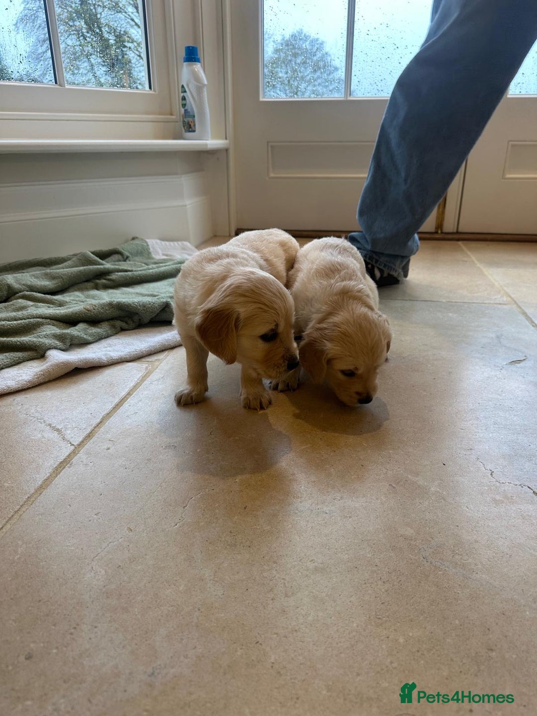 Golden Retriever dogs for sale: Beautiful pedigree Golden Retriever puppies  - Image 4