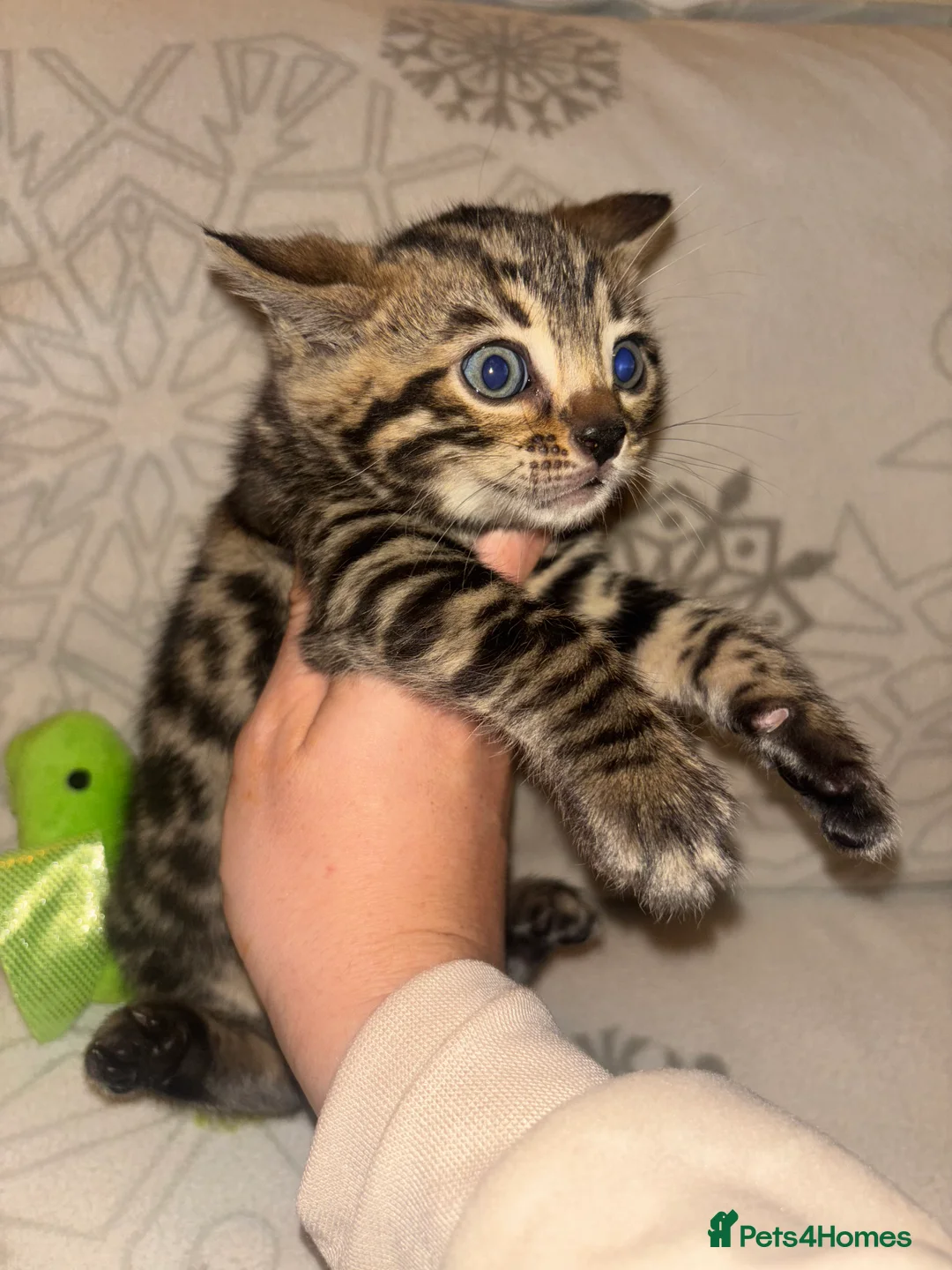 Bengal cats for sale: True to type bengal kittens - Advert 8