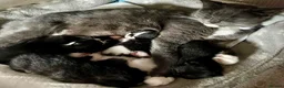 British Shorthair cats for sale: Kittens  - Advert 4