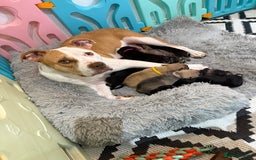 Mixed Breed dogs for sale: American french bully  - Image 14