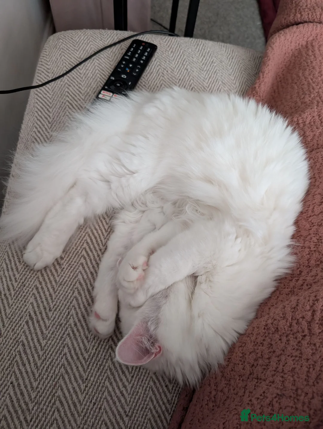 Mixed Breed cats for sale: Rehoming 1 year old Male  - Advert 7