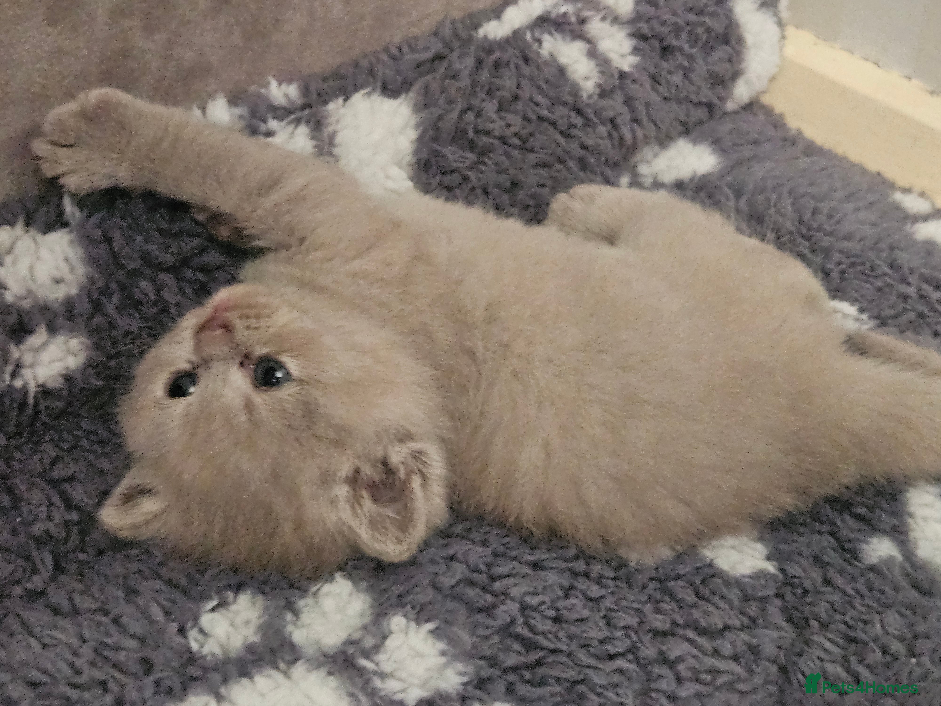 British Shorthair cats  British shorthair  - Advert 2