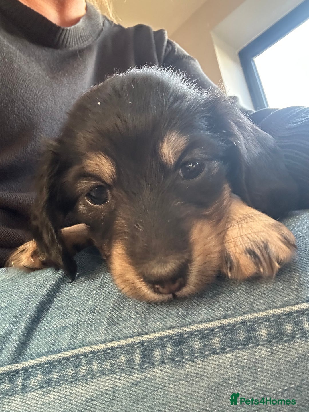 Miniature Dachshund dogs for sale: Miniature Long Haired Dachshund  - Advert 8