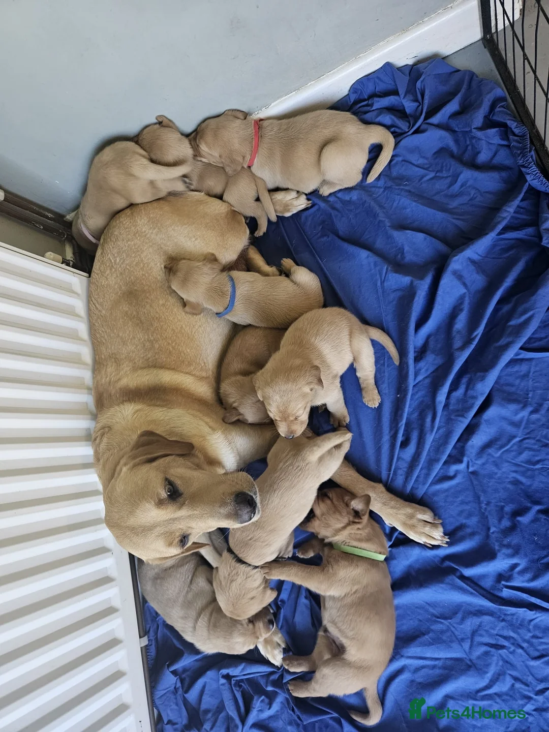 Labrador Retriever dogs for sale: Labrador puppies  - Advert 2