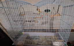Conures birds for sale: Conure and Lovebird for Sale  - Image 14