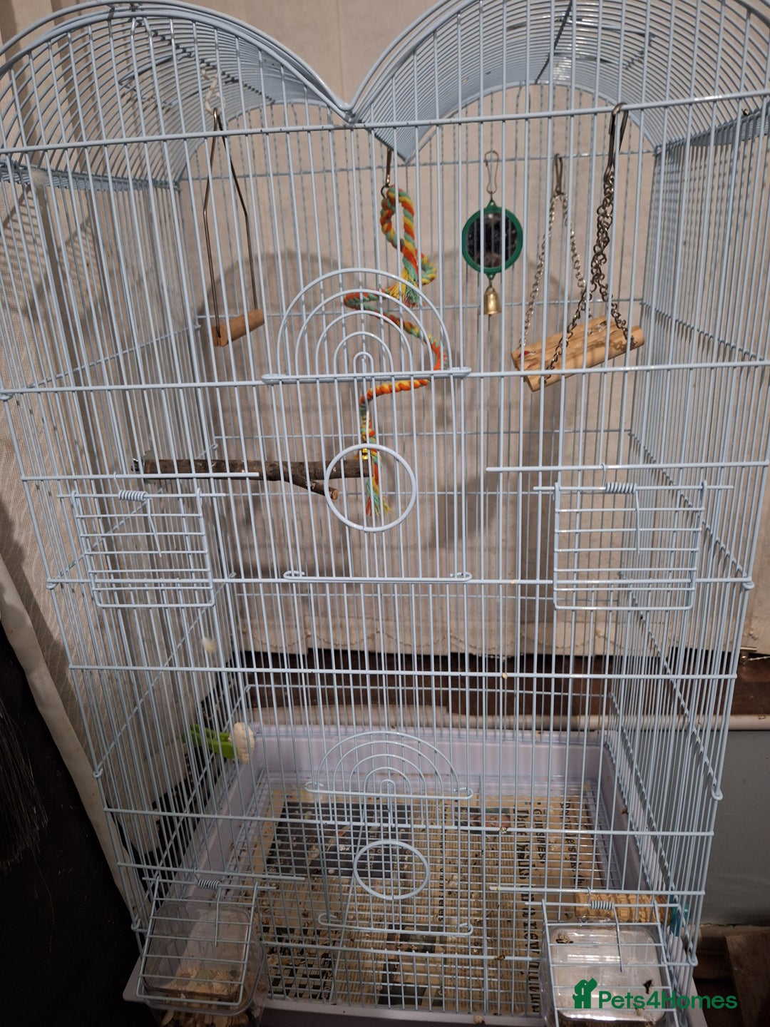 Conures birds for sale: Conure and Lovebird for Sale  - Image 14