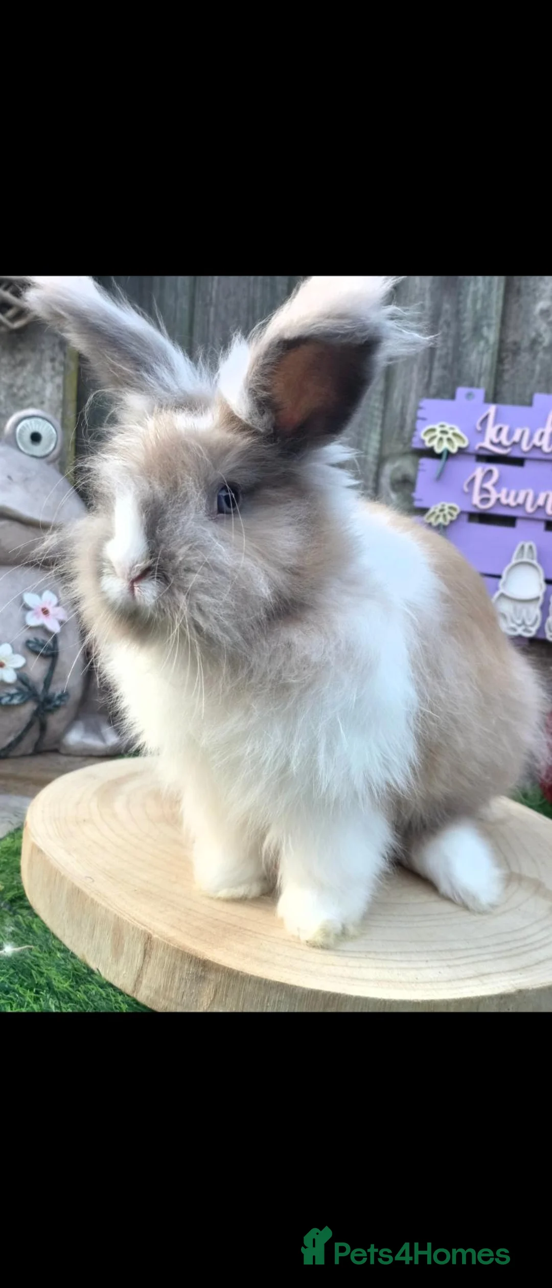 Angora rabbits for sale: Angora X Lionhead Doe  - Advert 1