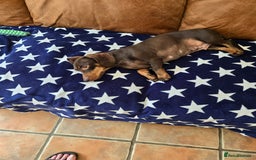 Dachshund dogs for sale: Loverly Dauchunds  - Image 4