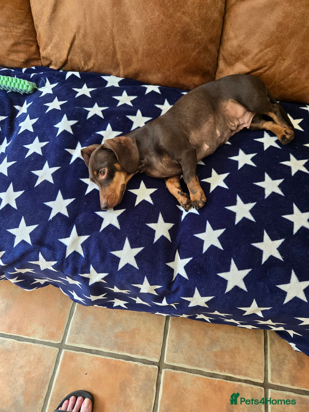 Dachshund dogs for sale: Loverly Dauchunds  - Image 4