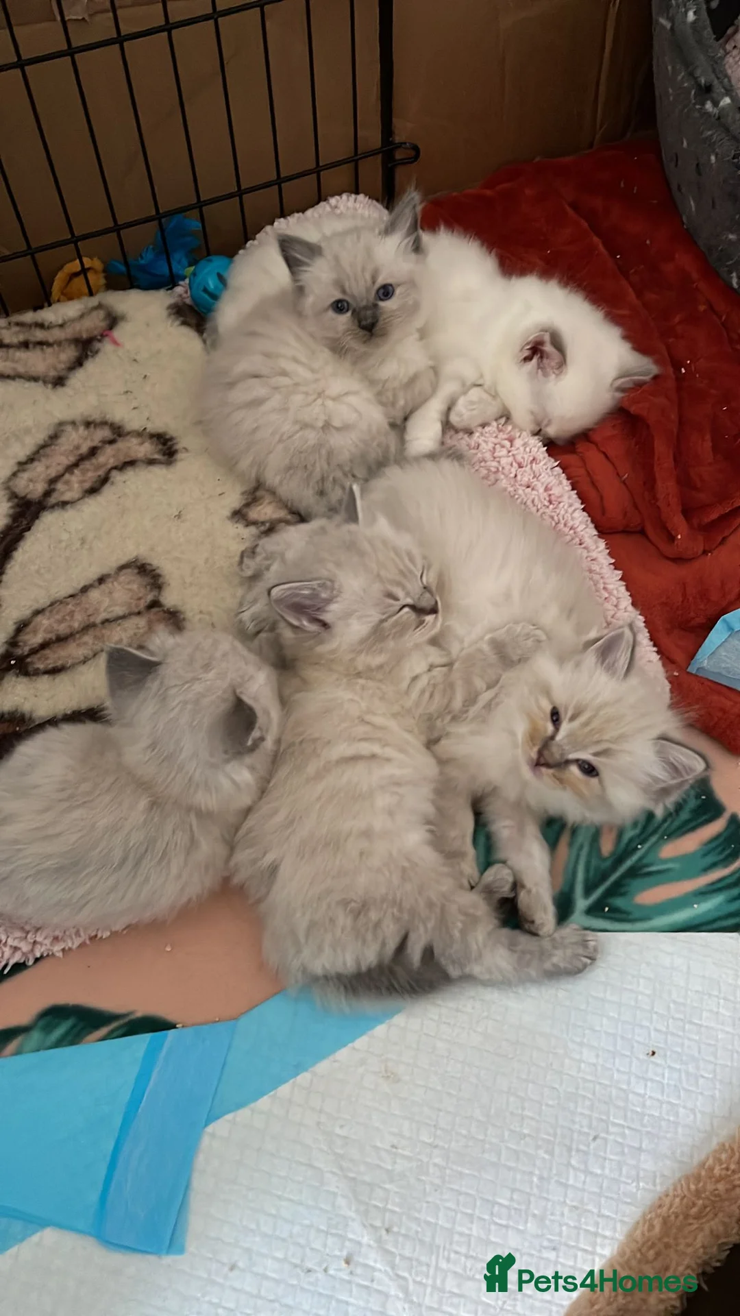 Ragdoll cats for stud: 100% proven boy for stud in Wakefield - Advert 4