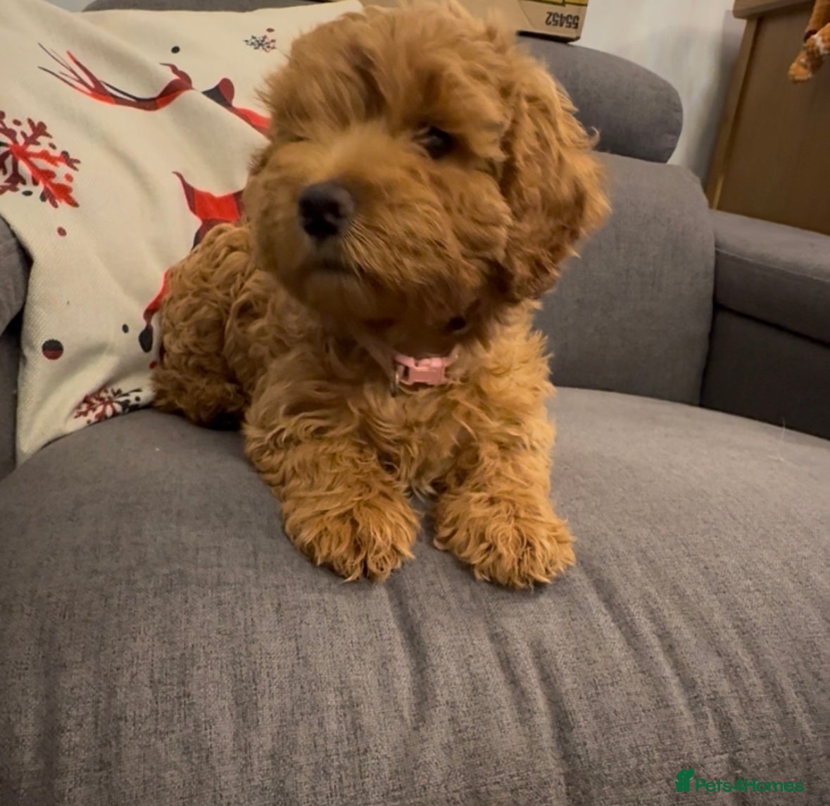 Cockapoo dogs 1 Girl left - READY TO LEAVE. - Advert 12