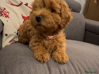 Cockapoo dogs 1 Girl left - READY TO LEAVE. - Advert 3