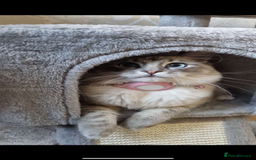 Ragdoll cats for sale: Ragdoll kittens due 25th August  - Image 6