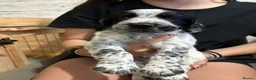 Sprocker dogs for sale: Sprocker spaniel  in Keith - Advert 9