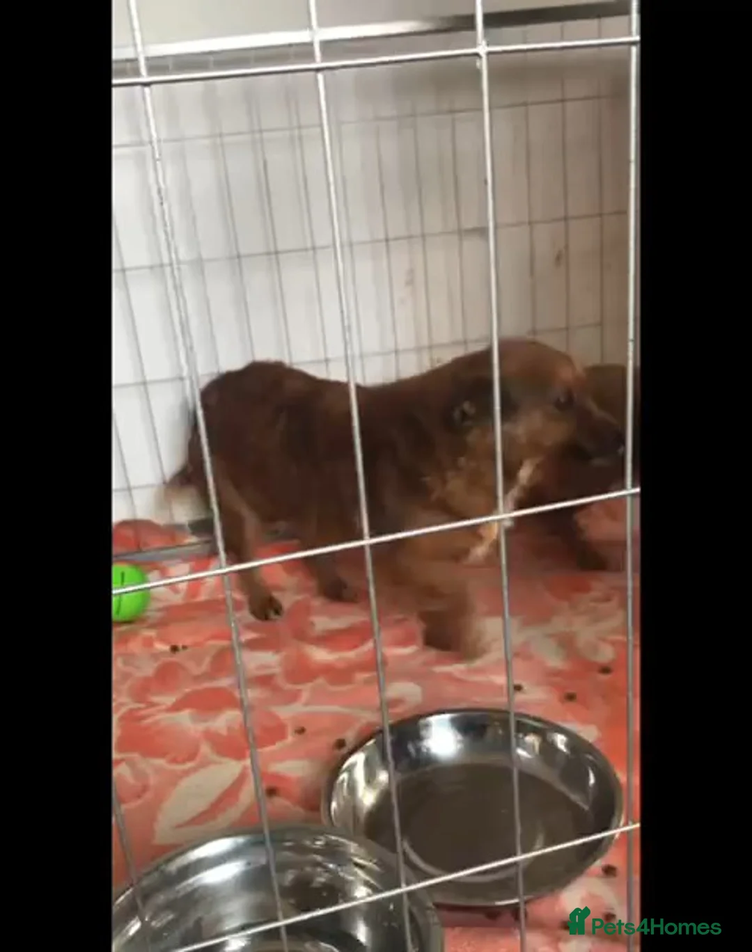 Mixed Breed dogs for adoption: Canela, 5-6 yrs old. Available for adoption. - Advert 7