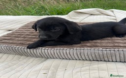 Labrador Retriever dogs for adoption: Woody * Labrador Retriever * 240721 - Image 2