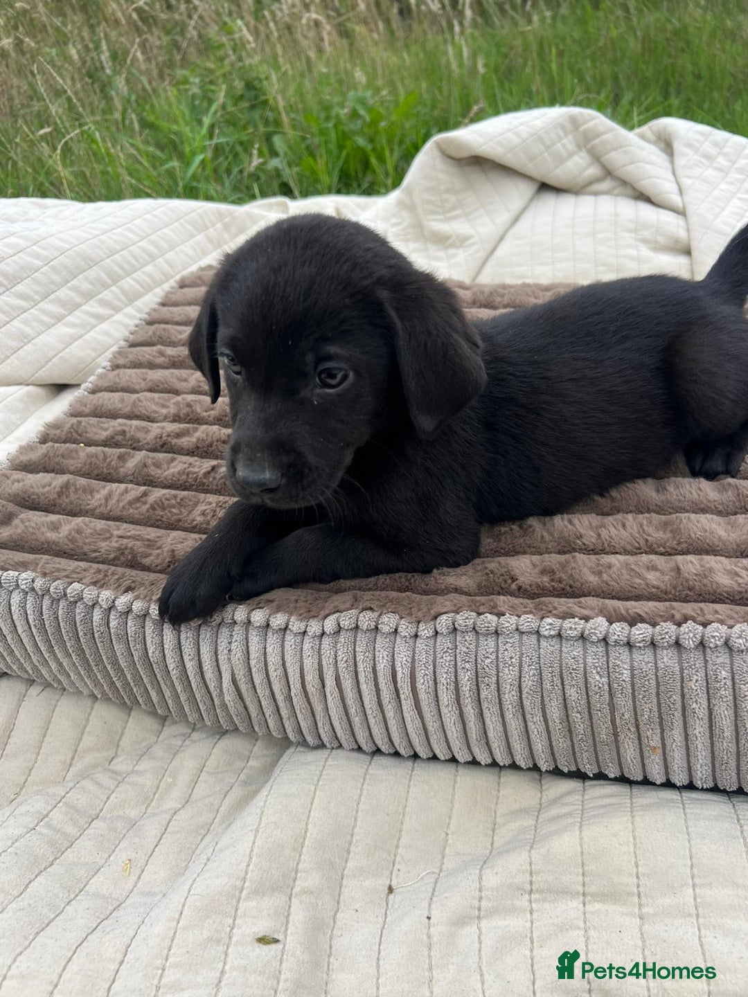 Labrador Retriever dogs for adoption: Woody * Labrador Retriever * 240721 - Image 2