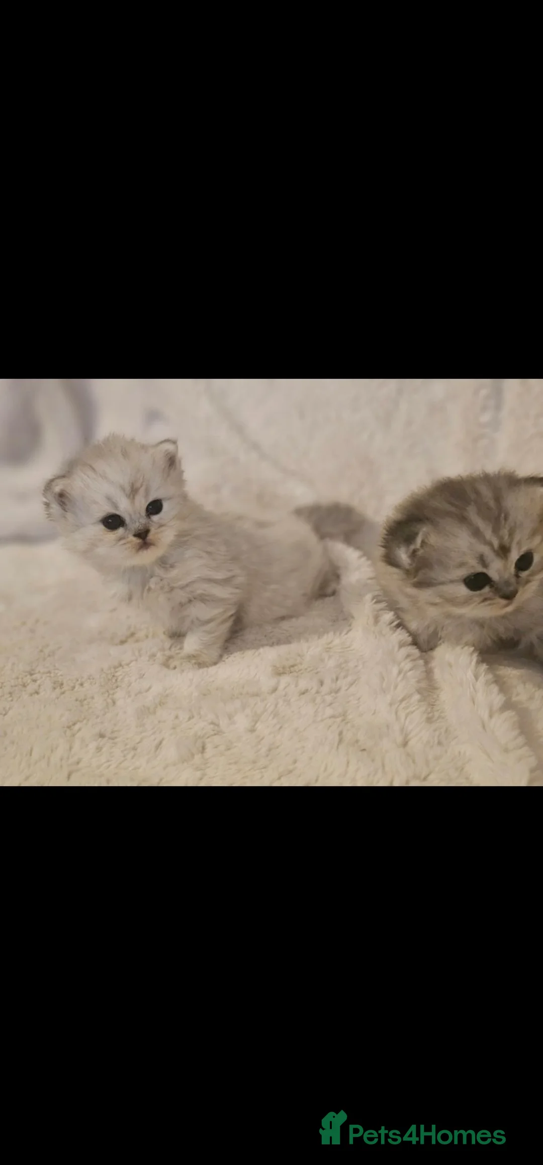 Persian cats for sale: 2 Beautiful Persian Chinchilla kittens for sale - Advert 2