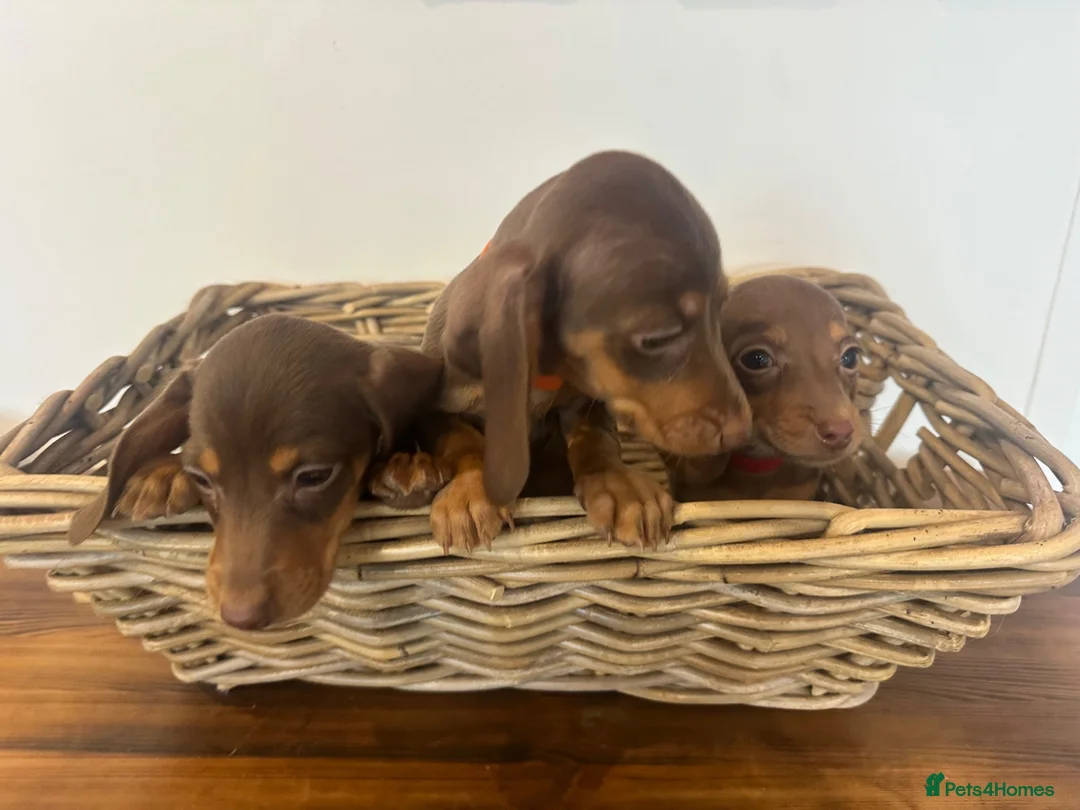 Miniature Dachshund dogs for sale: Beautiful Chocolate & Tan Dachshund Pups Ready Now - Advert 2