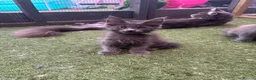 Maine Coon cats for sale: Stunning GCCF Registered Maine Coon Kittens  - Advert 12