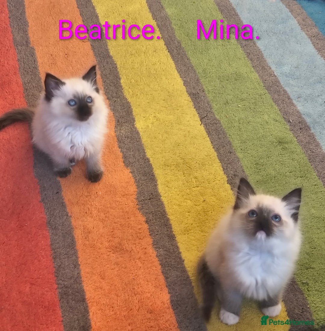 Ragdoll cats for sale: Pure bred Blue- Mitted Seal Point ragdoll kittens  - Advert 8