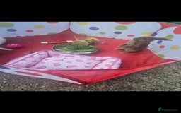 French Lop rabbits for sale: 2 female French lop rabbits and brand new hutch - Image 11